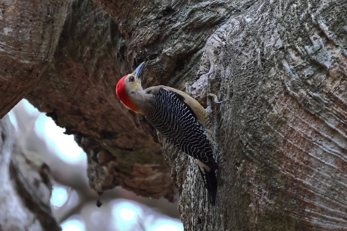 Golden-fronted Woodpecker - Josué Machado