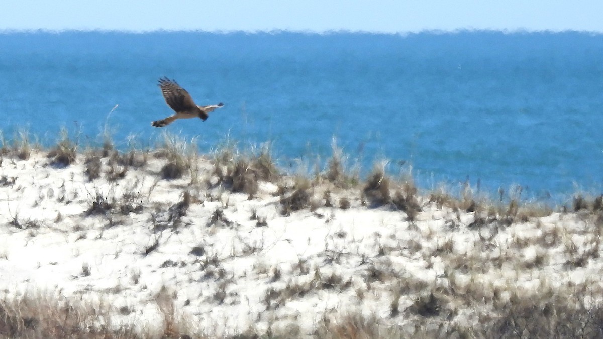 Northern Harrier - ML617500163