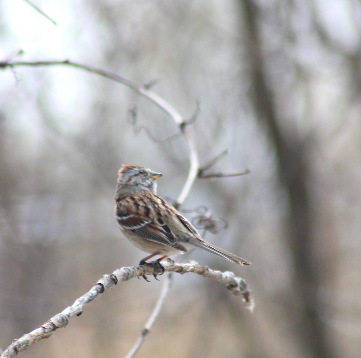 American Tree Sparrow - Marsha Painter