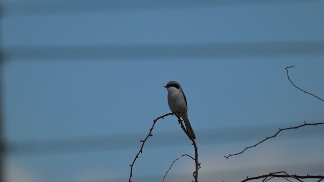 Loggerhead Shrike - ML617500206