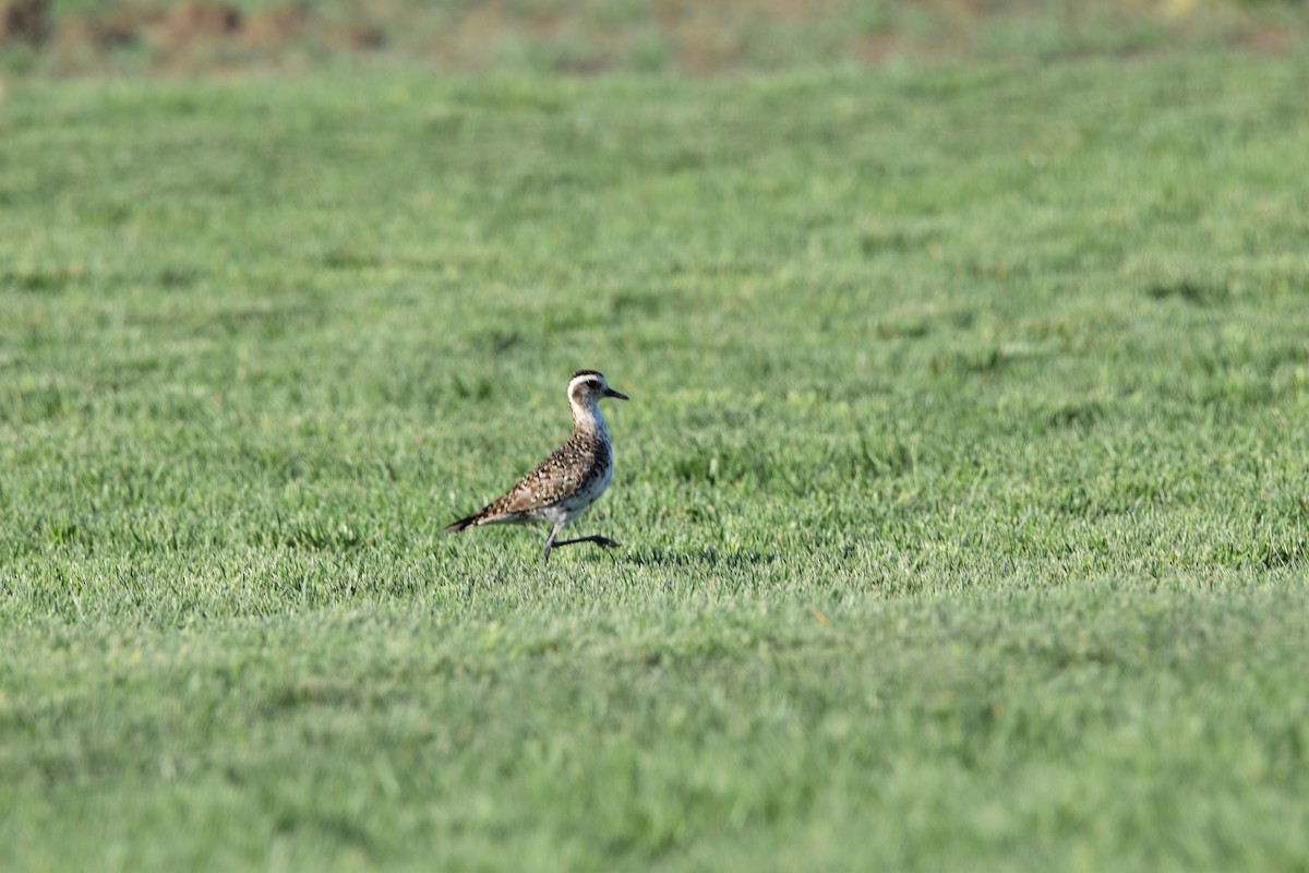 American Golden-Plover - ML617500220