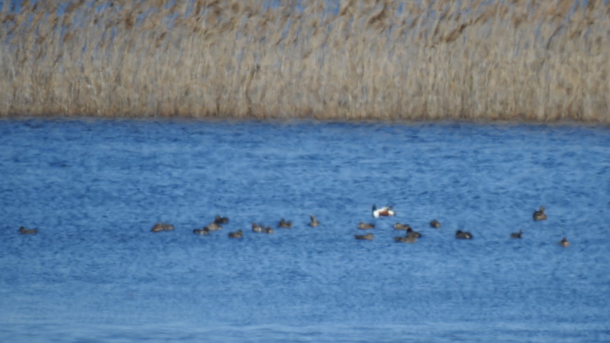 Green-winged Teal - Vincent Glasser