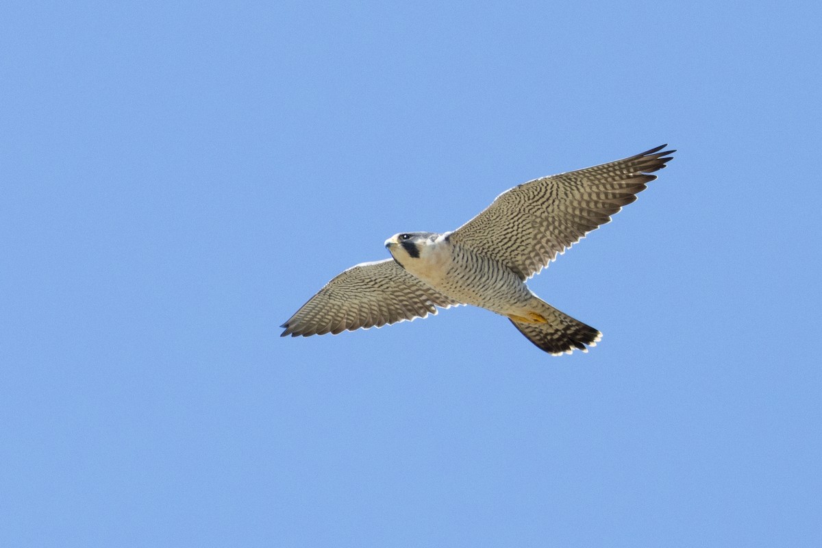 Peregrine Falcon - ML617500293