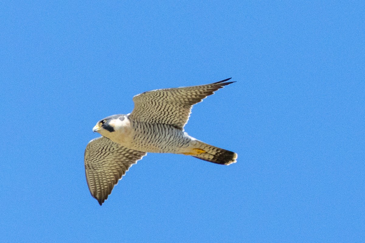 Peregrine Falcon - ML617500294