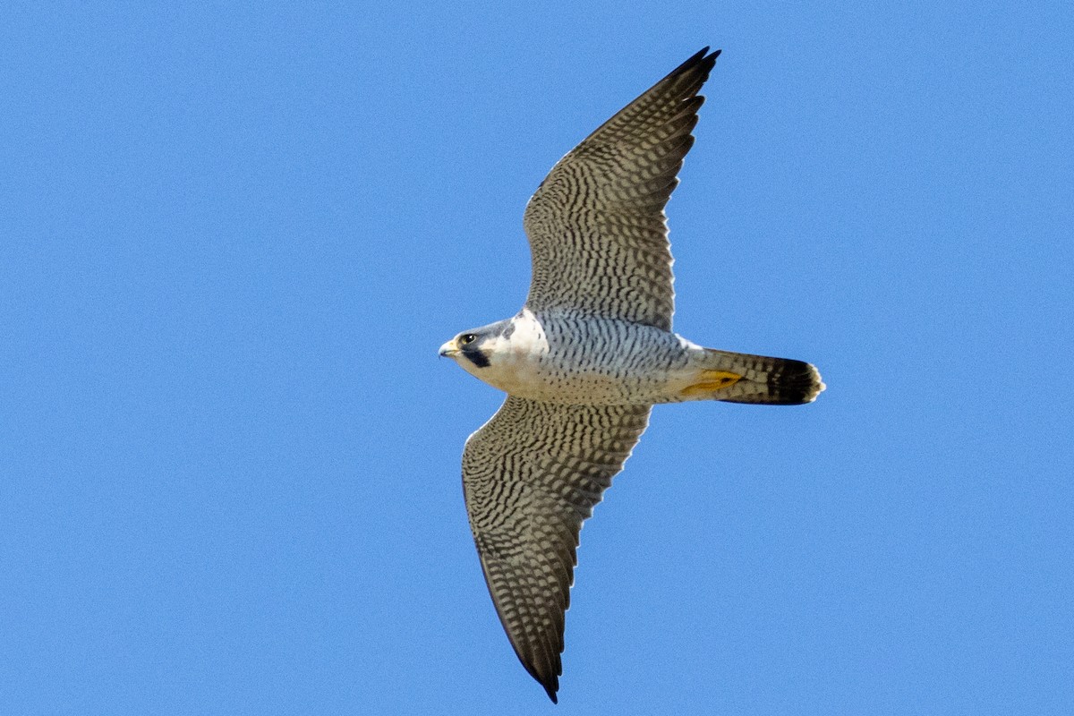 Peregrine Falcon - ML617500295