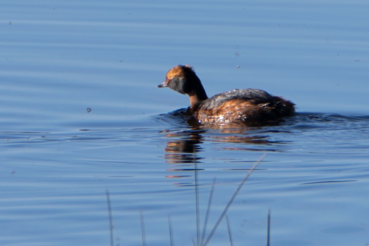 Horned Grebe - ML617500350