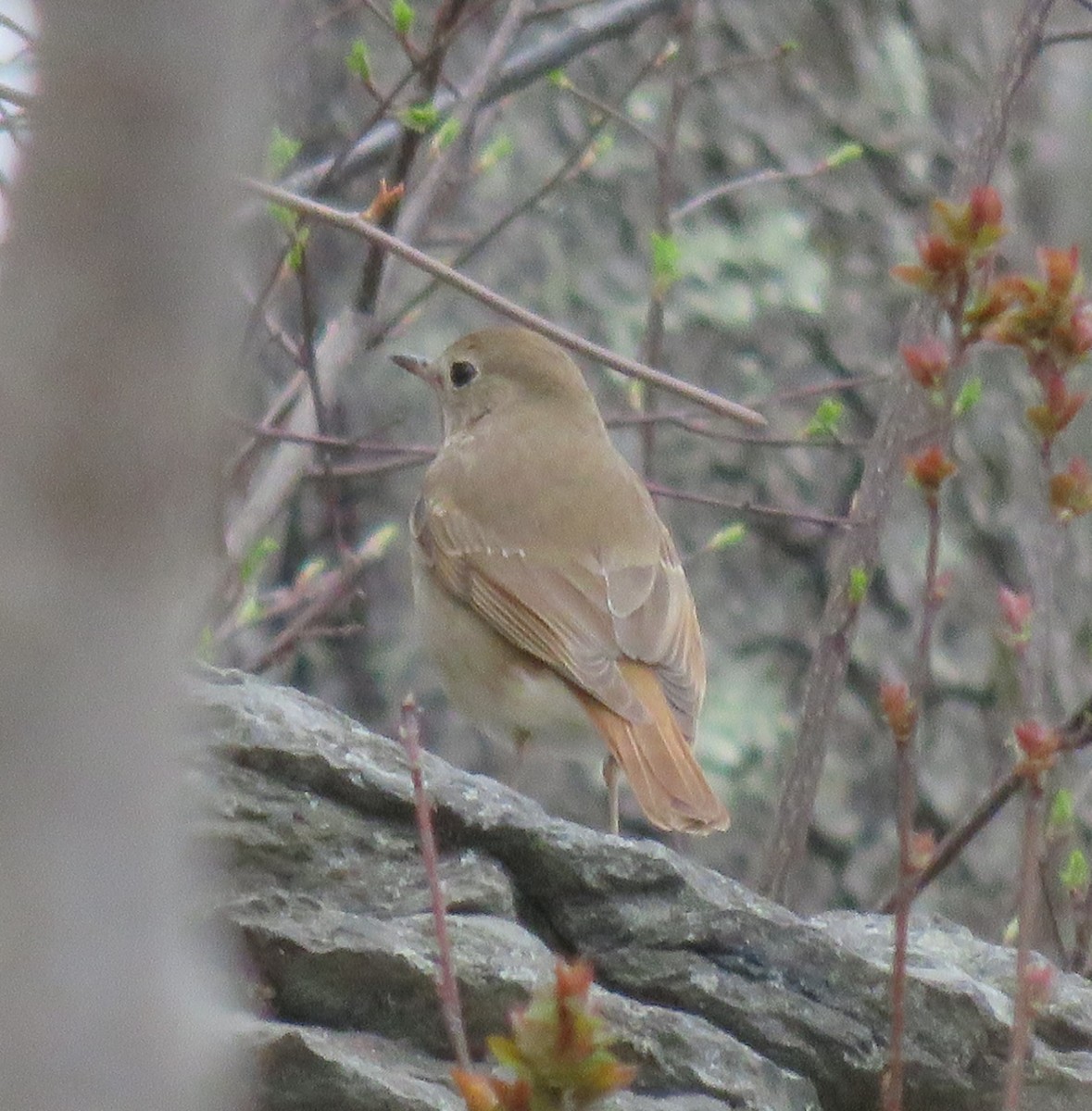 Hermit Thrush - ML617500370