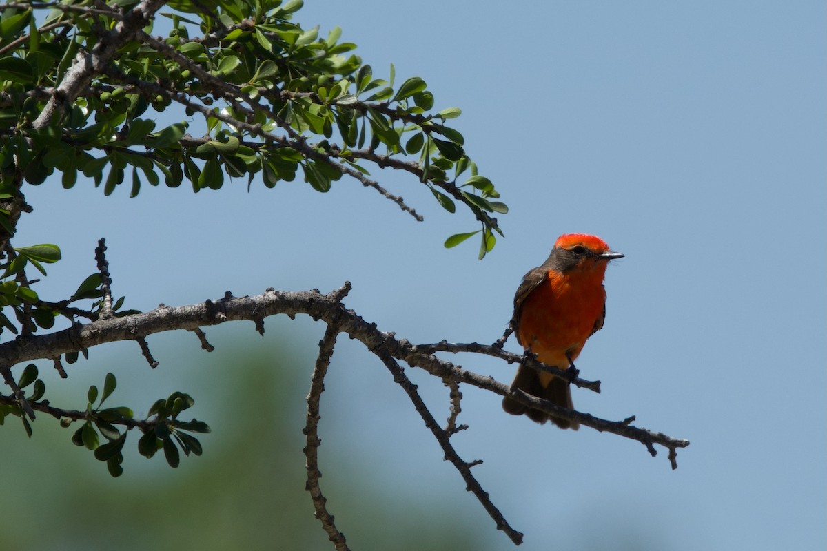 Vermilion Flycatcher - ML617500375