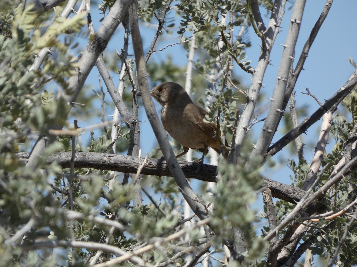 Bendire's Thrasher - ML617500377