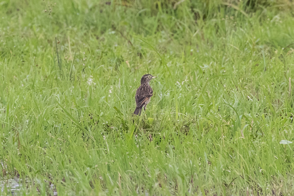 Spectacled Tyrant - Jodi Boe