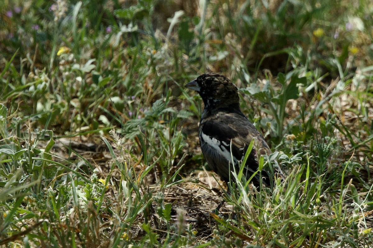 Lark Bunting - ML617500393