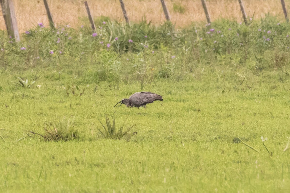 Plumbeous Ibis - Jodi Boe