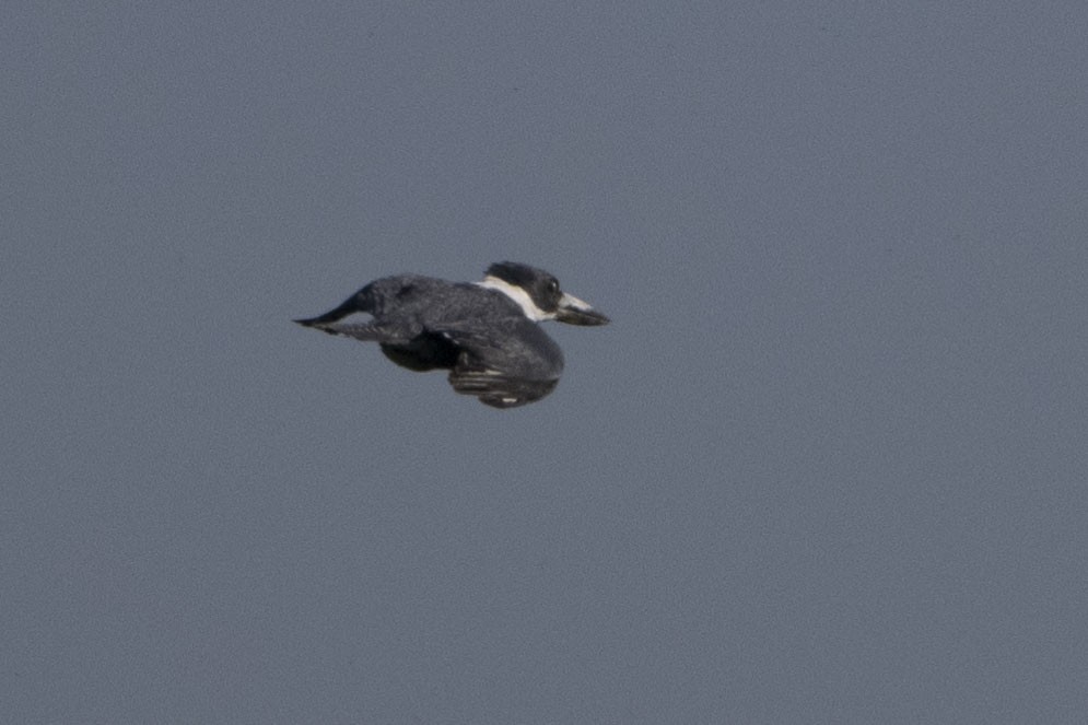 Ringed Kingfisher - ML617500396