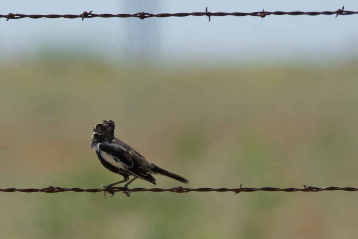 Lark Bunting - Deanna McLaughlin