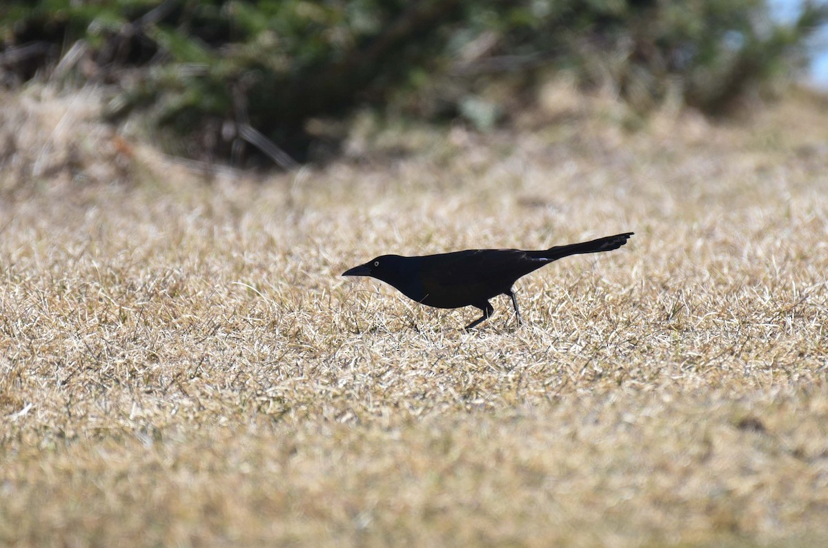 Common Grackle - Kathy Marche