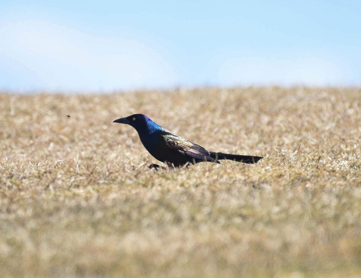 Common Grackle - ML617500433