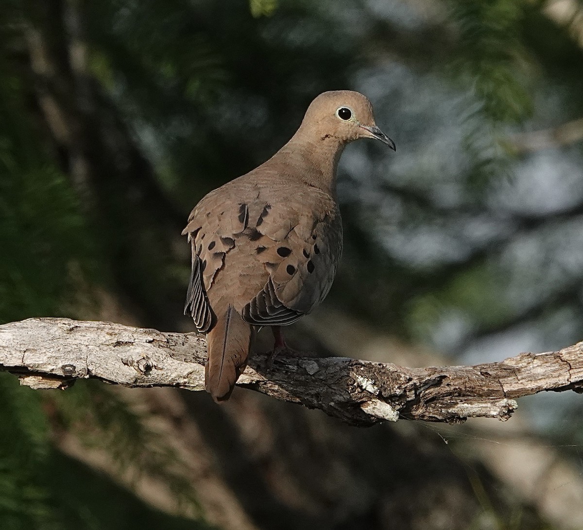 Mourning Dove - ML617500446