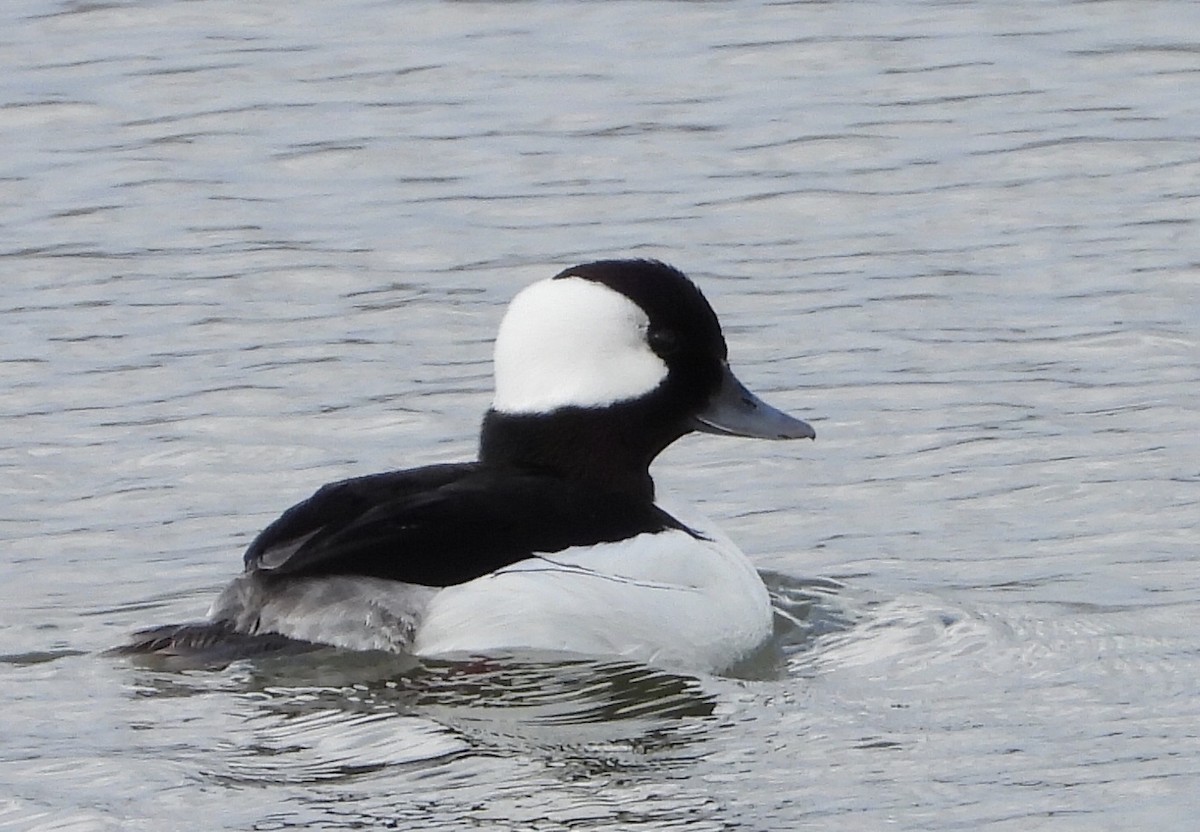 Bufflehead - Kyle Fisher