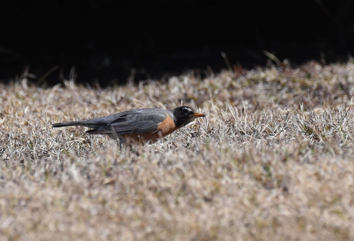 American Robin - ML617500466