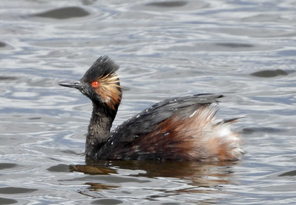 Eared Grebe - Kyle Fisher