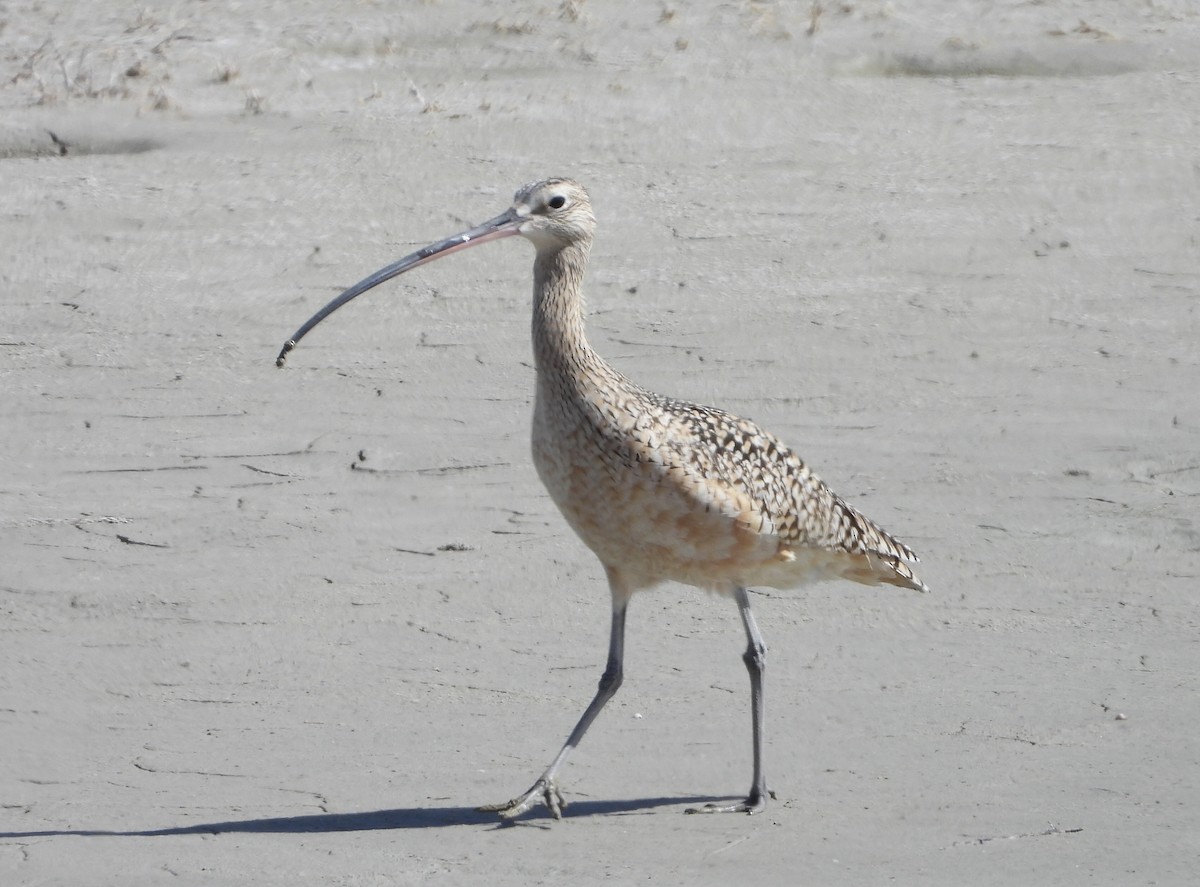 Long-billed Curlew - Kyle Fisher