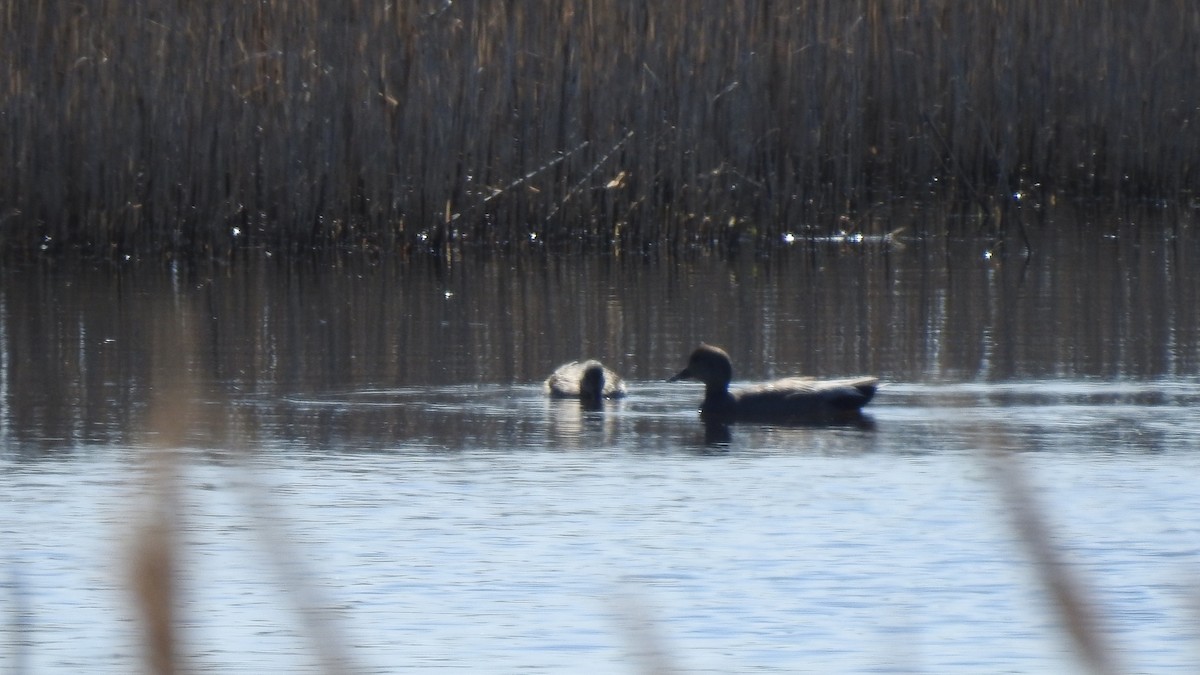 Gadwall - ML617500502