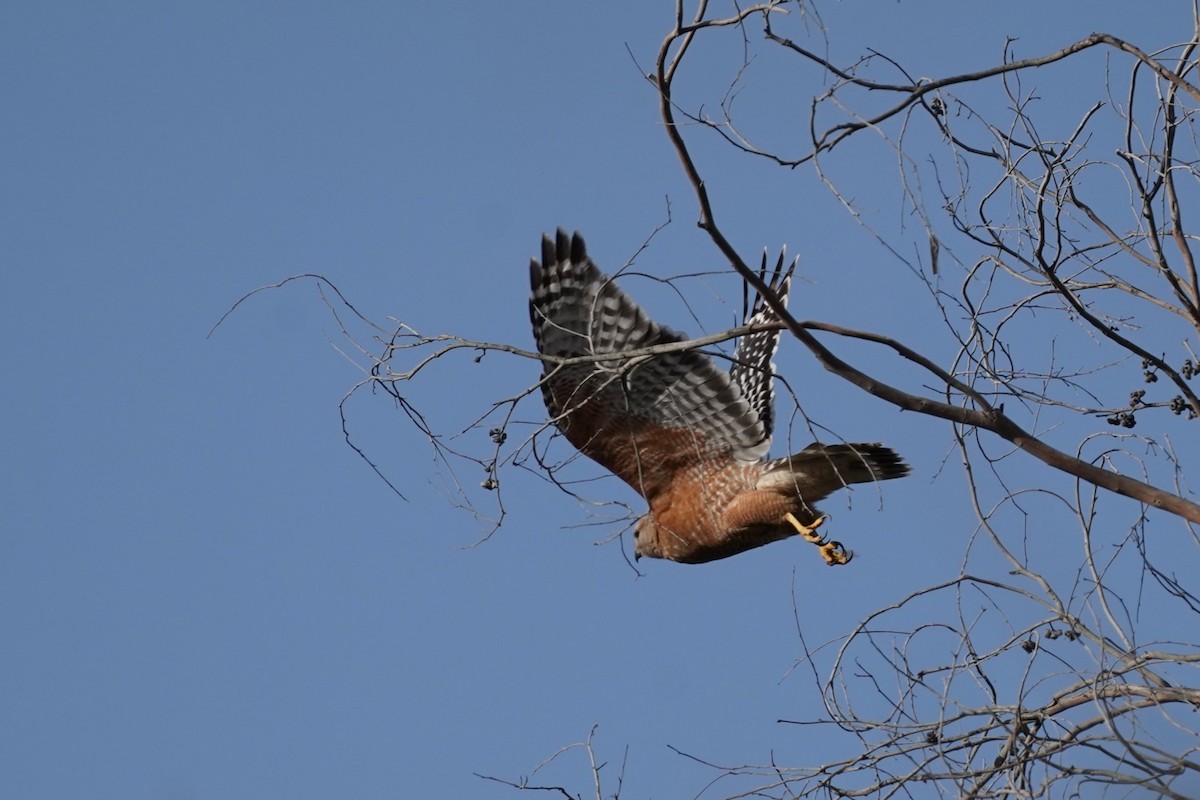 Red-shouldered Hawk - ML617500546