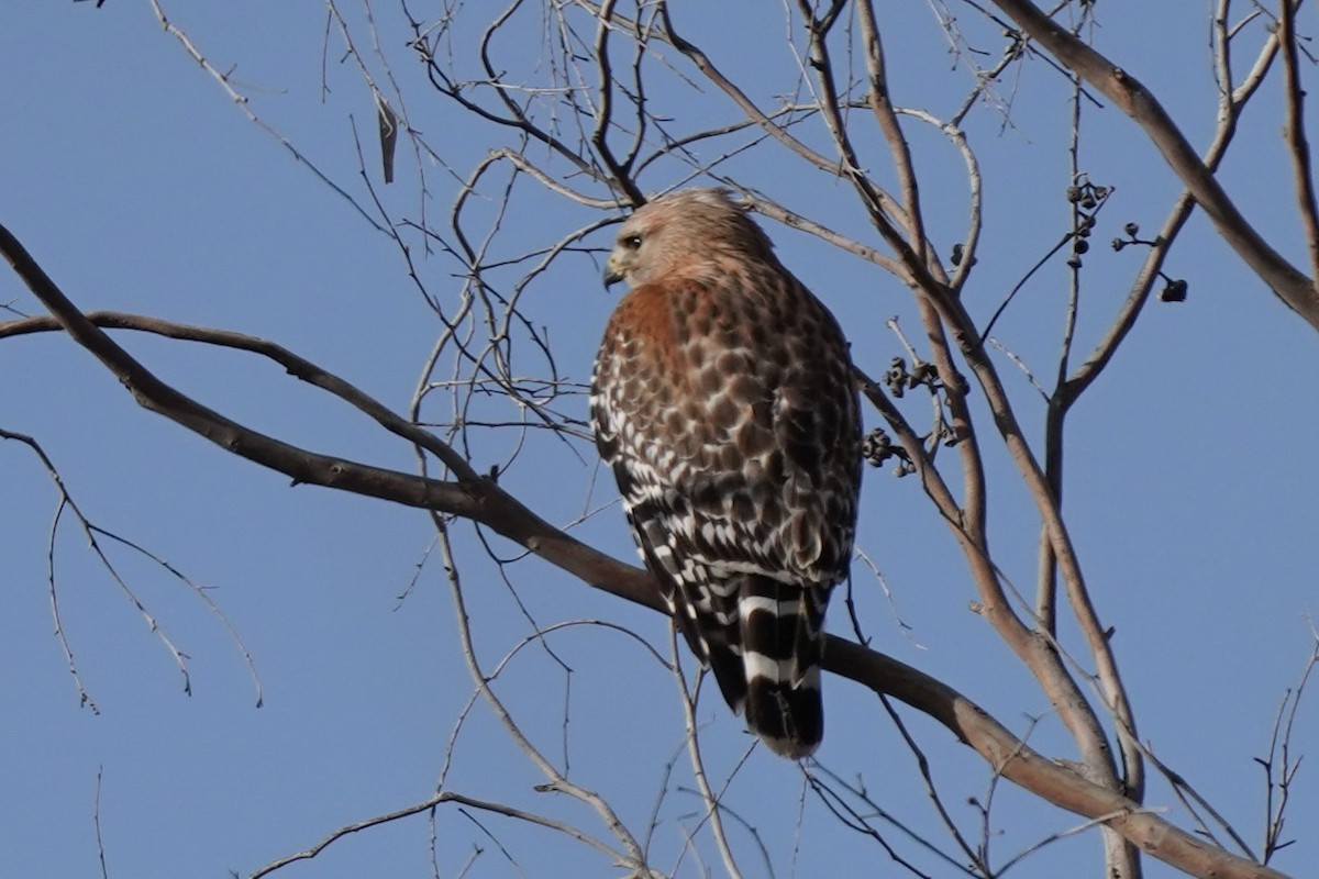 Red-shouldered Hawk - ML617500550