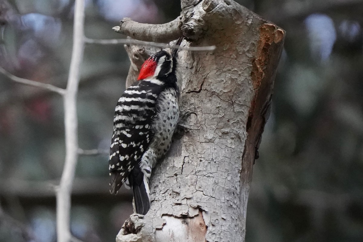 Nuttall's Woodpecker - ML617500555