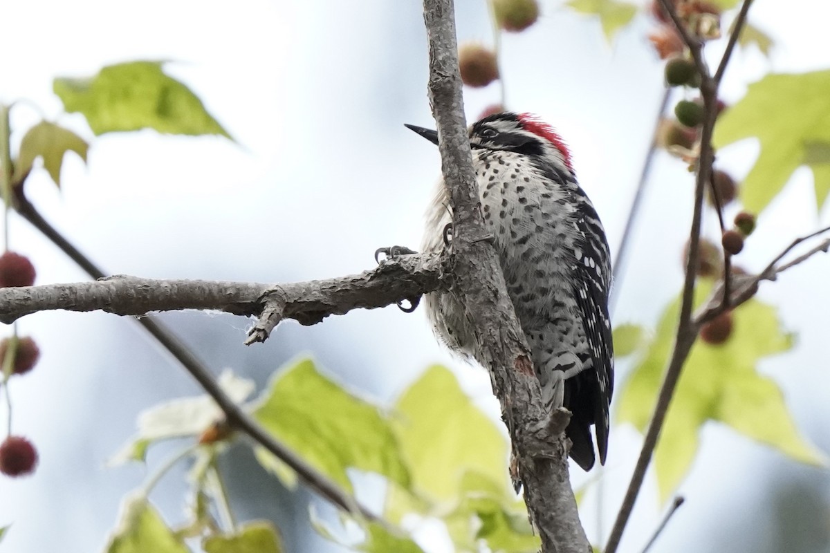 Nuttall's Woodpecker - ML617500563