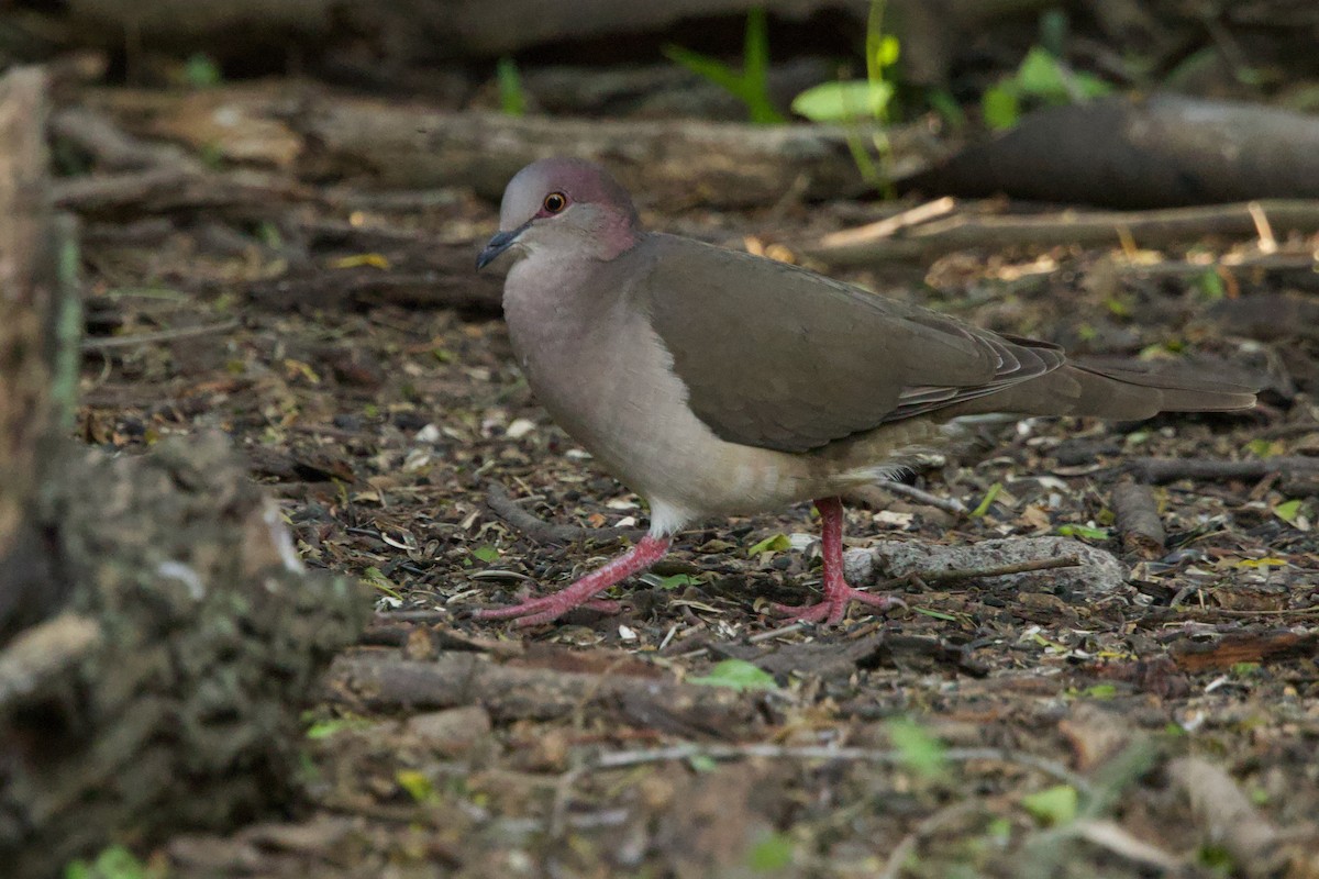 White-tipped Dove - ML617500609