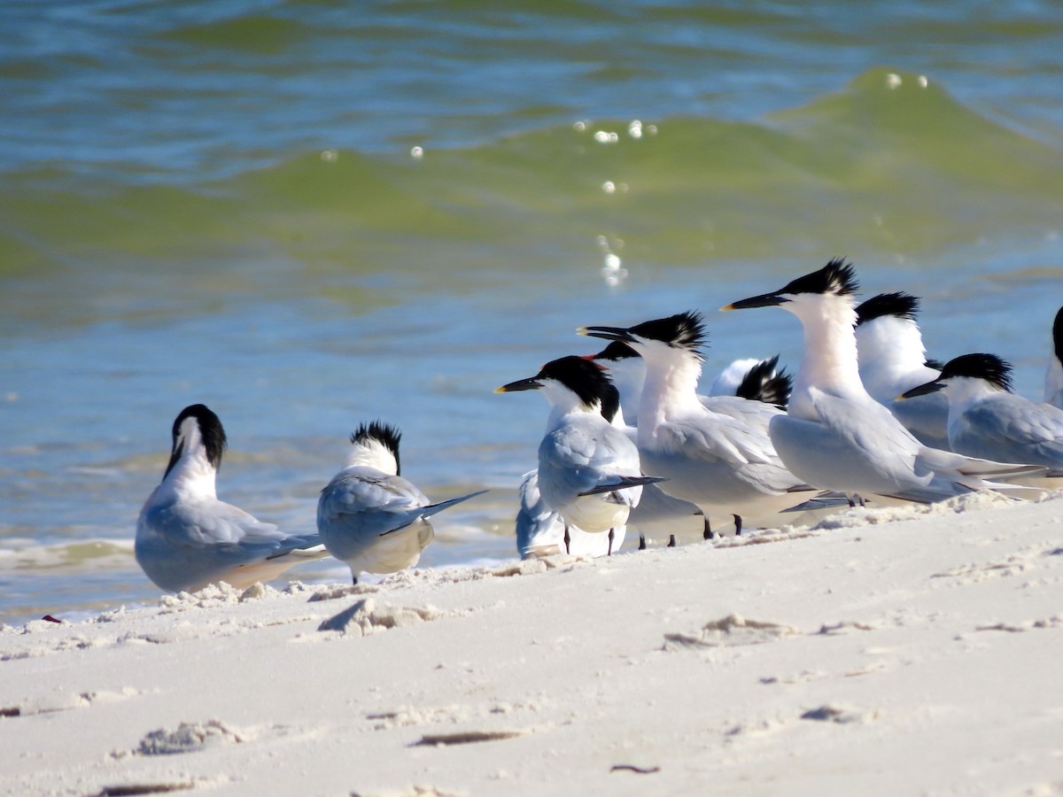 Sandwich Tern - ML617500622