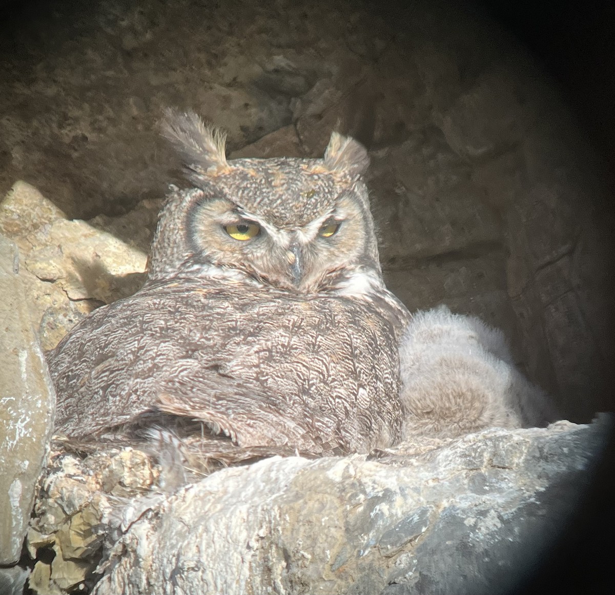 Great Horned Owl - ML617500639