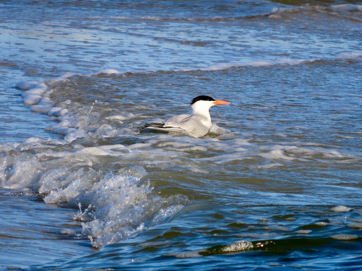 Royal Tern - ML617500643