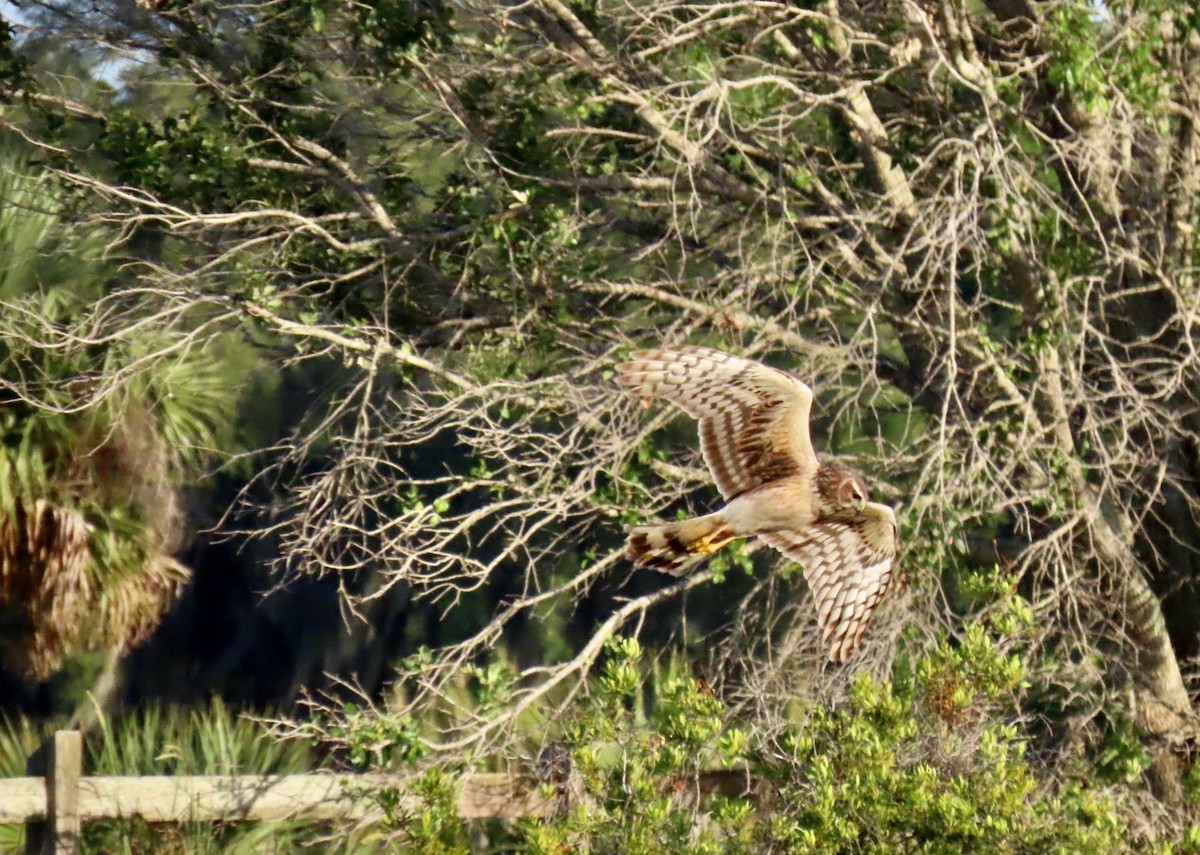 Northern Harrier - ML617500644