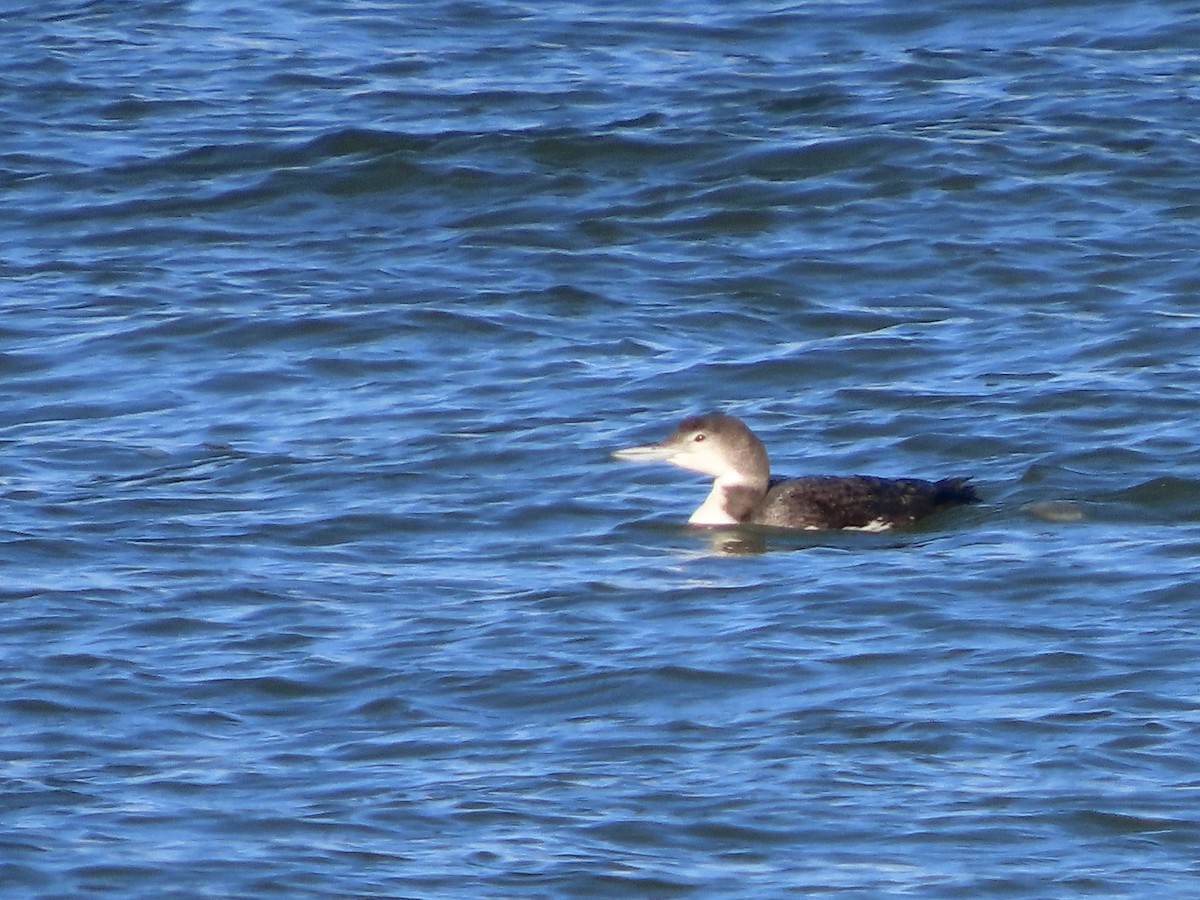 Common Loon - ML617500658