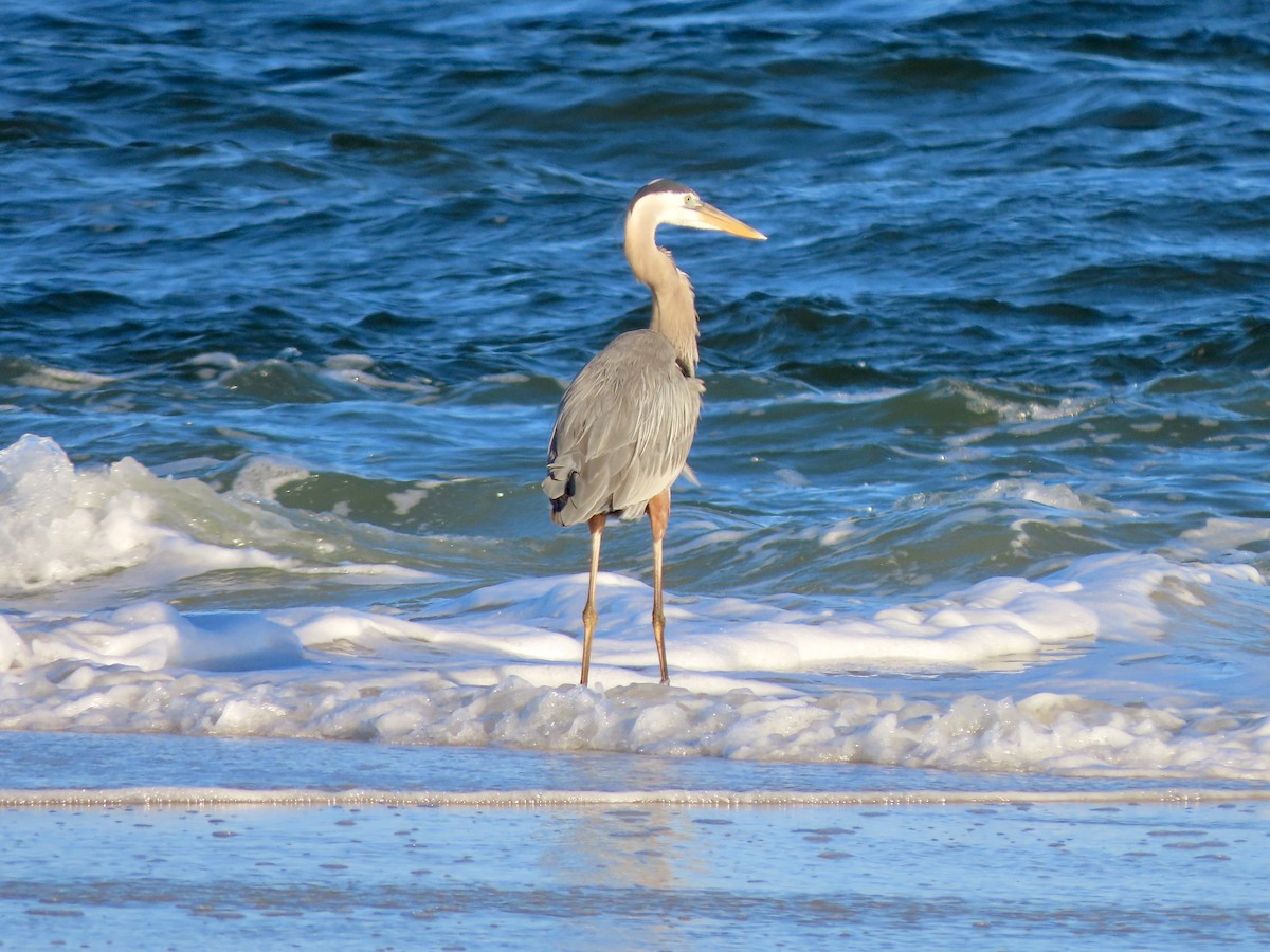 Great Blue Heron - ML617500683