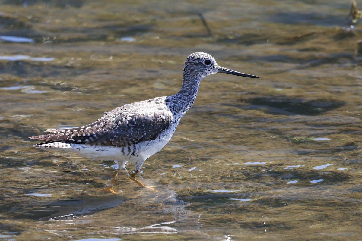 Greater Yellowlegs - ML617500858