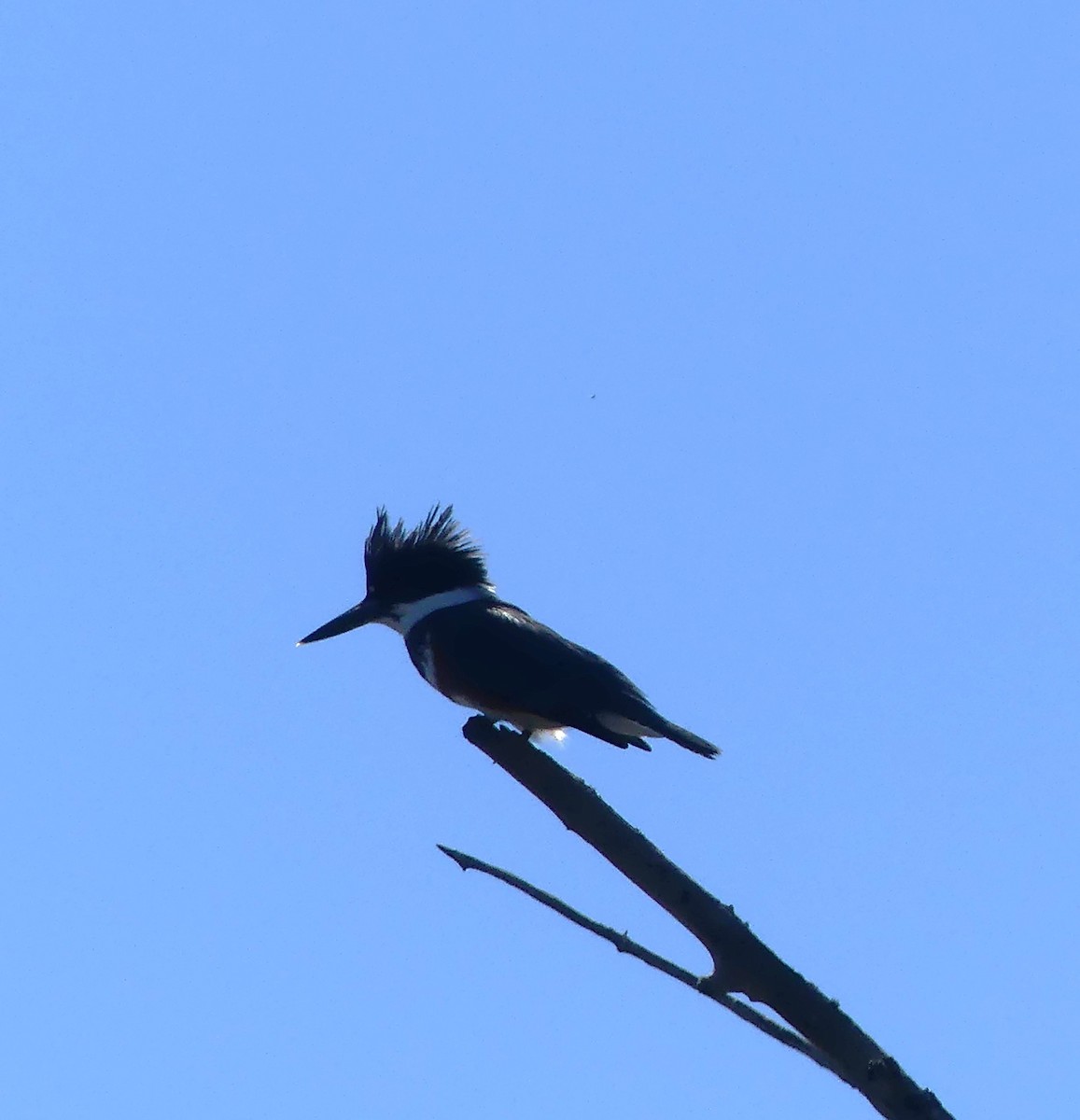 Belted Kingfisher - ML617500906