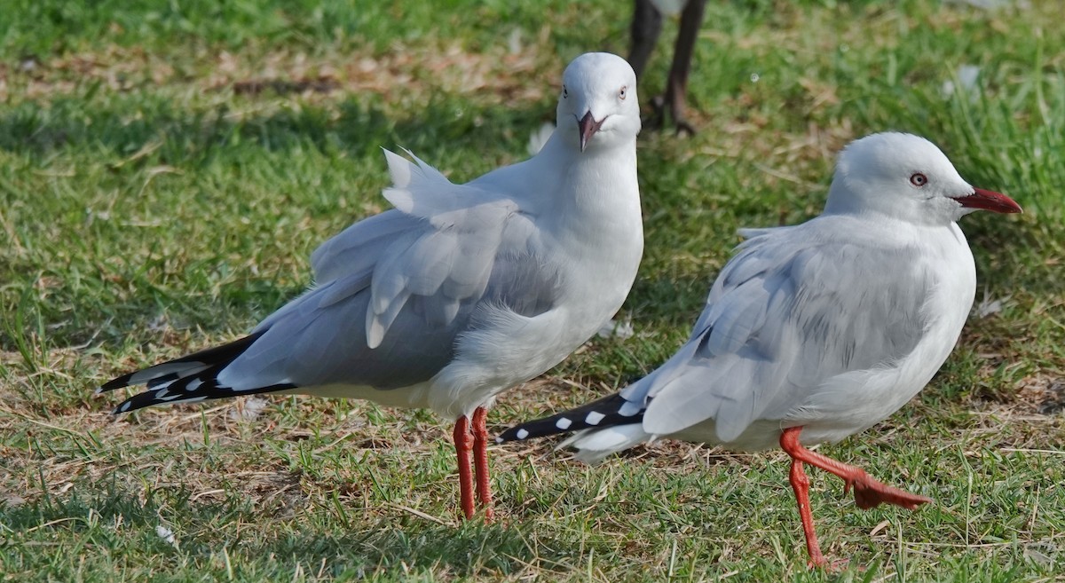 Silver Gull (Silver) - Alan Coates