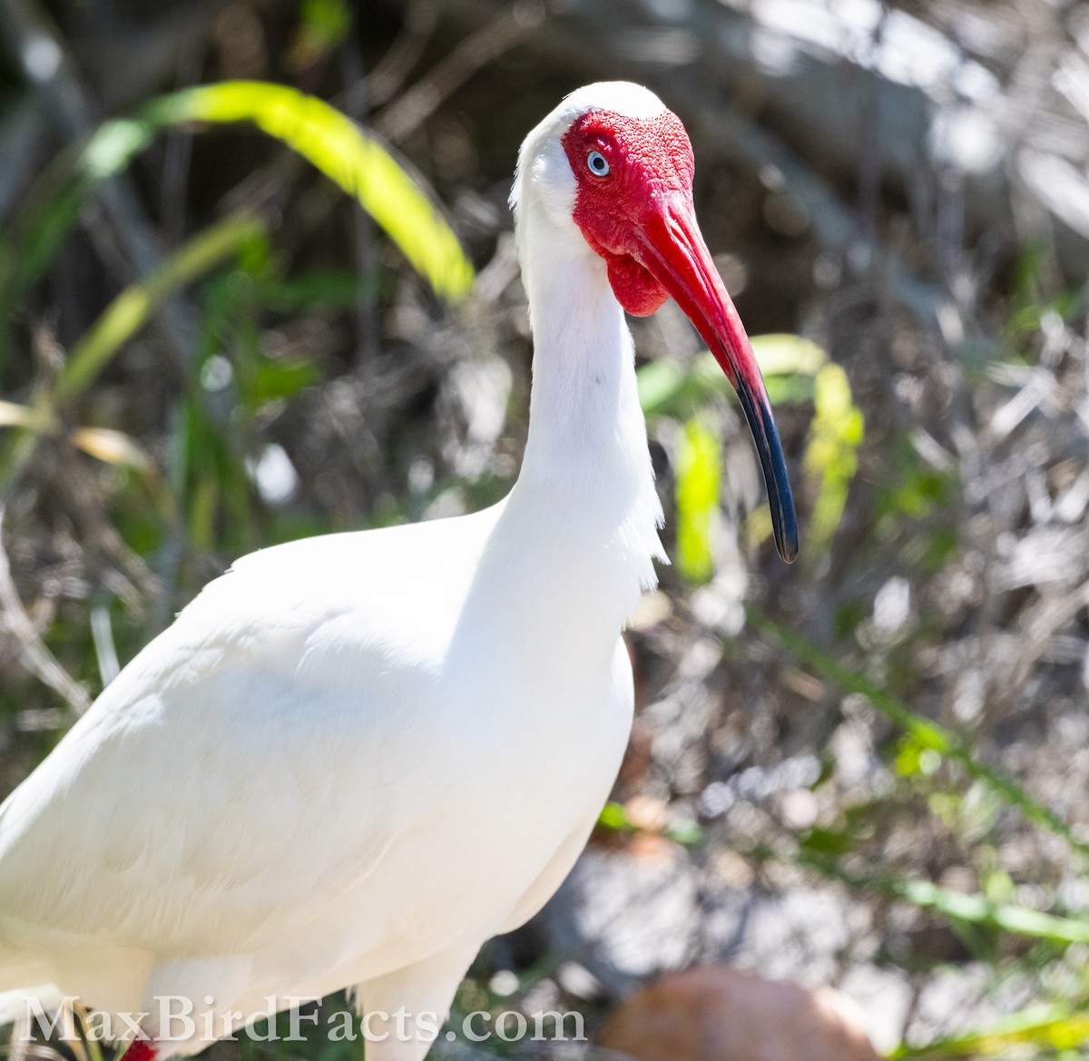 White Ibis - Maxfield Weakley