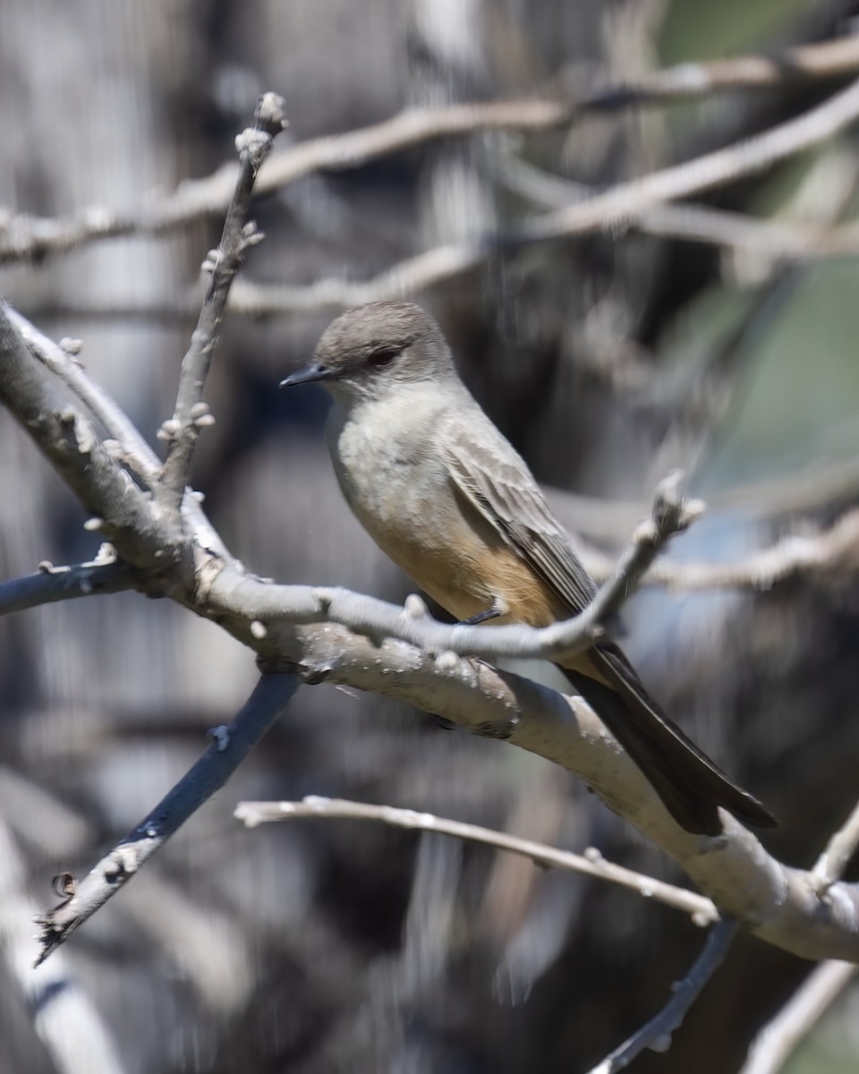 Say's Phoebe - ML617500948