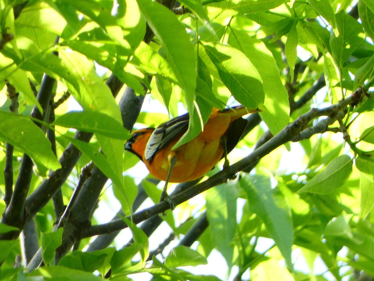 Bullock's Oriole - Neita El-Arab