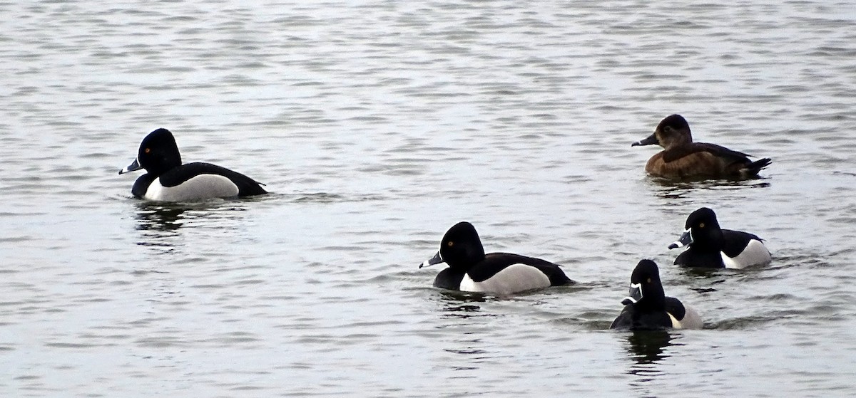Ring-necked Duck - Richard and Janice Drummond