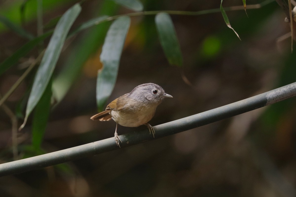 Yunnan Fulvetta - Ben Weil