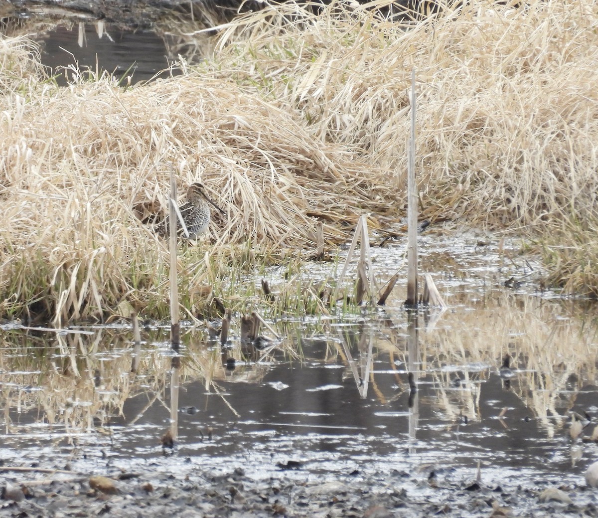 Wilson's Snipe - ML617501032