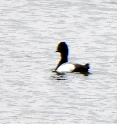 Lesser Scaup - Richard and Janice Drummond