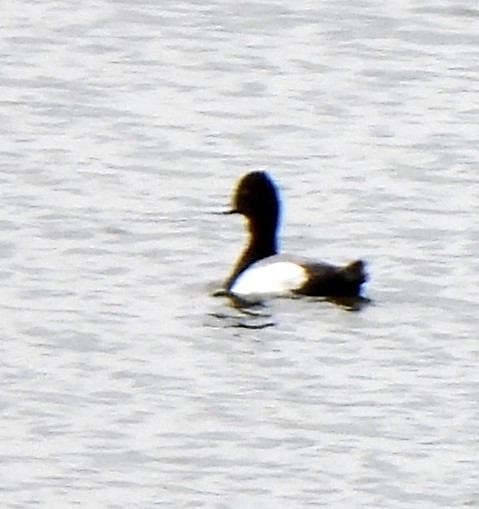 Lesser Scaup - ML617501158