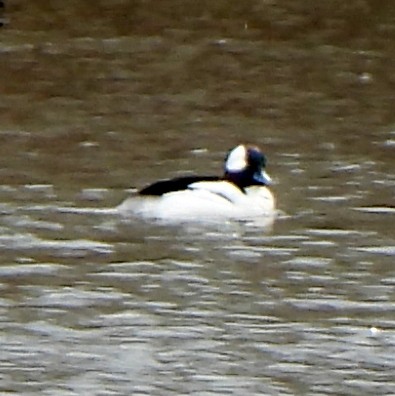 Bufflehead - ML617501166