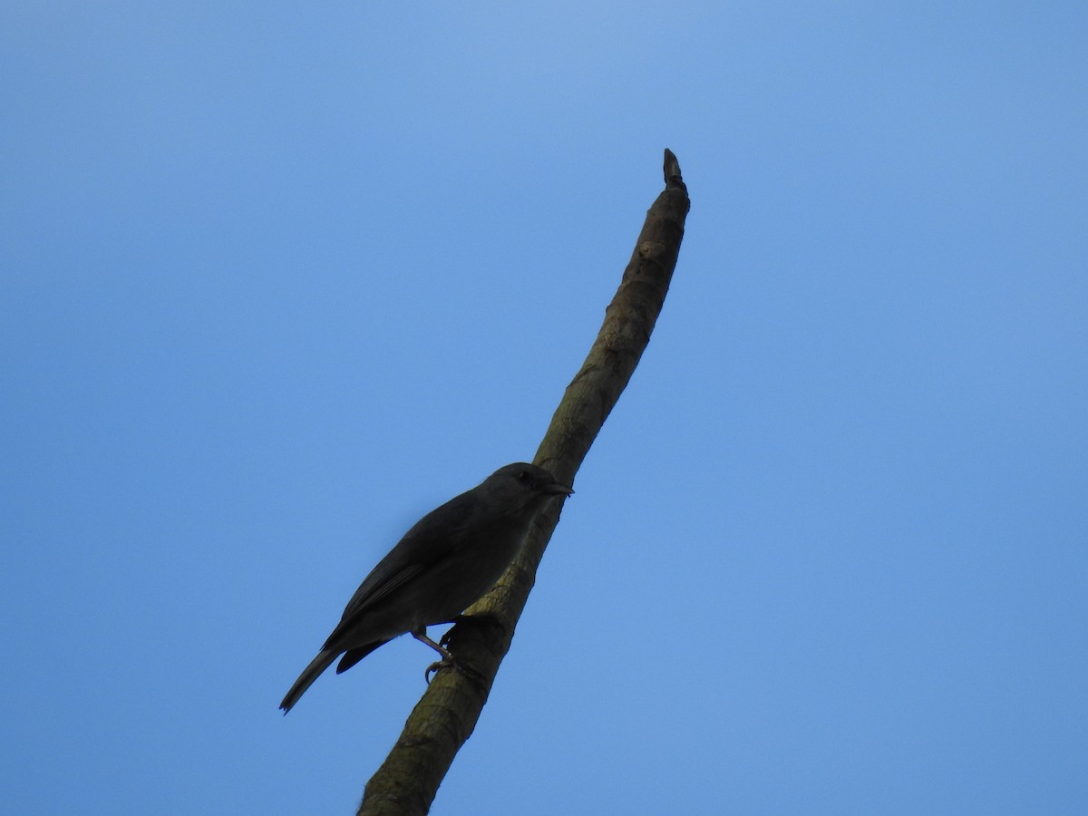 Pearly-breasted Conebill - ML617501178